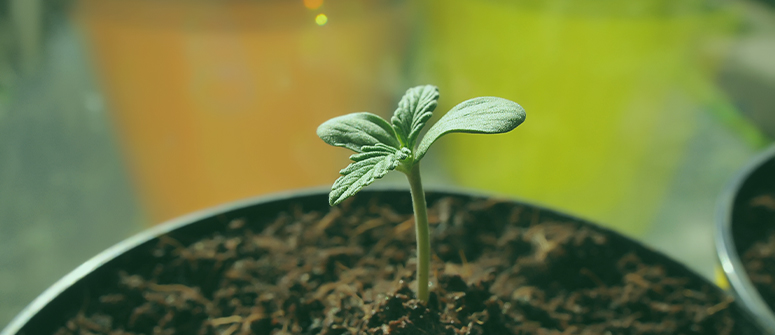 3. spindly seedlings, tiny leaves